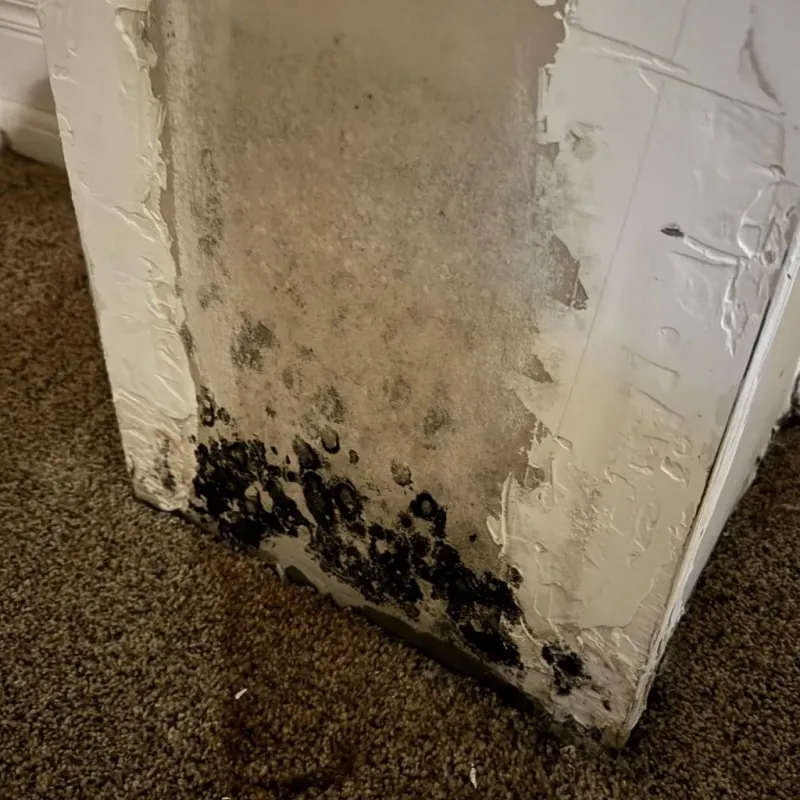 Professional Mold Removal in Randolph, WI